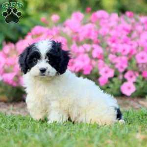 Polly, Cavapoo Puppy