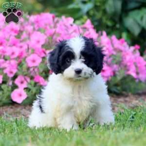 Polly, Cavapoo Puppy