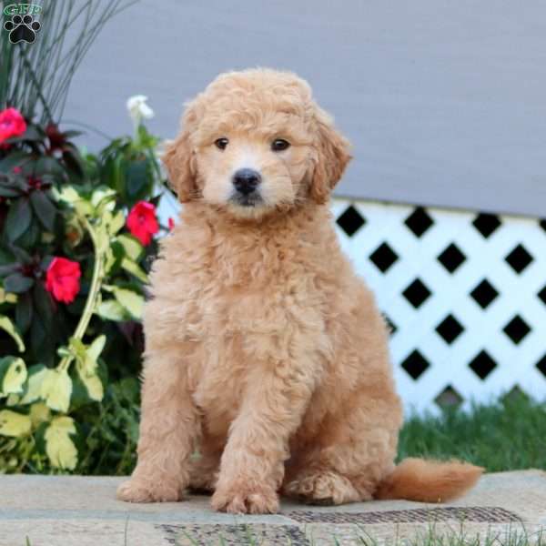 Poncho, Mini Goldendoodle Puppy