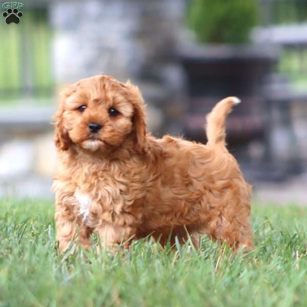 Poncho, Cavapoo Puppy