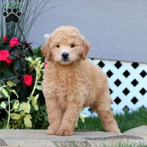 Poncho, Mini Goldendoodle Puppy