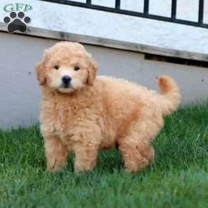 Poncho, Mini Goldendoodle Puppy