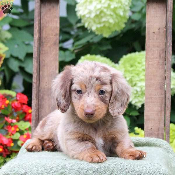 Pop, Dachshund Puppy