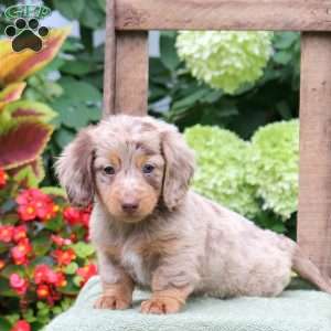 Pop, Dachshund Puppy