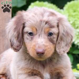 Pop, Dachshund Puppy