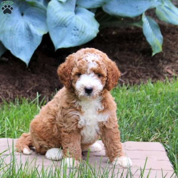 Poppy, Mini Goldendoodle Puppy