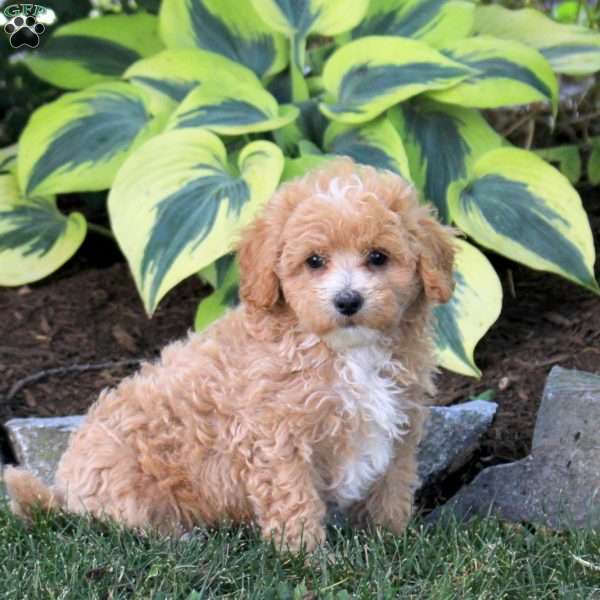 Poppy, Maltipoo Puppy
