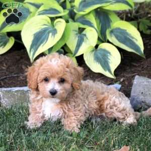 Poppy, Maltipoo Puppy
