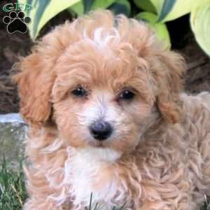 Poppy, Maltipoo Puppy