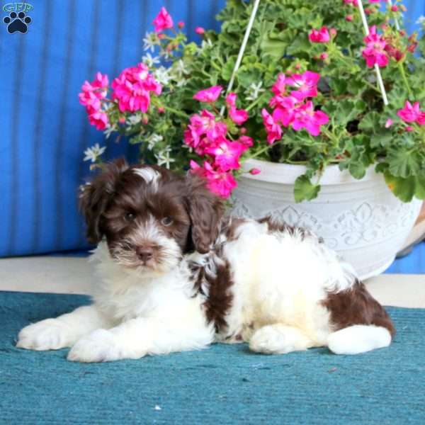 Poppy, Cockapoo Puppy