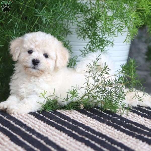 Poppy, Bichon Frise Puppy
