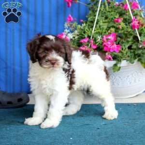 Poppy, Cockapoo Puppy