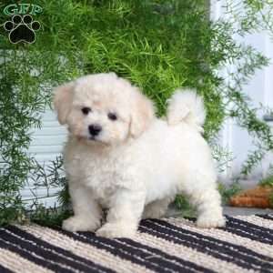 Poppy, Bichon Frise Puppy