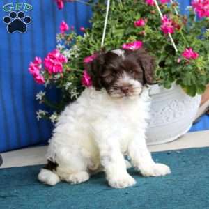 Poppy, Cockapoo Puppy