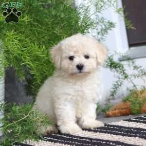Poppy, Bichon Frise Puppy