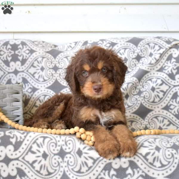 Potter, Bernedoodle Puppy