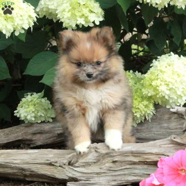 Prada, Pomeranian Puppy