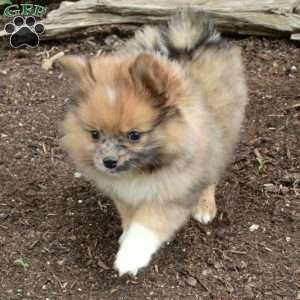Prada, Pomeranian Puppy