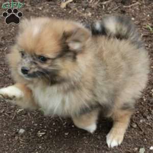 Prada, Pomeranian Puppy