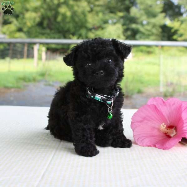 Prancer, Shih-Poo Puppy