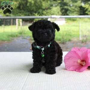 Prancer, Shih-Poo Puppy