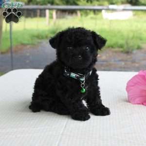 Prancer, Shih-Poo Puppy