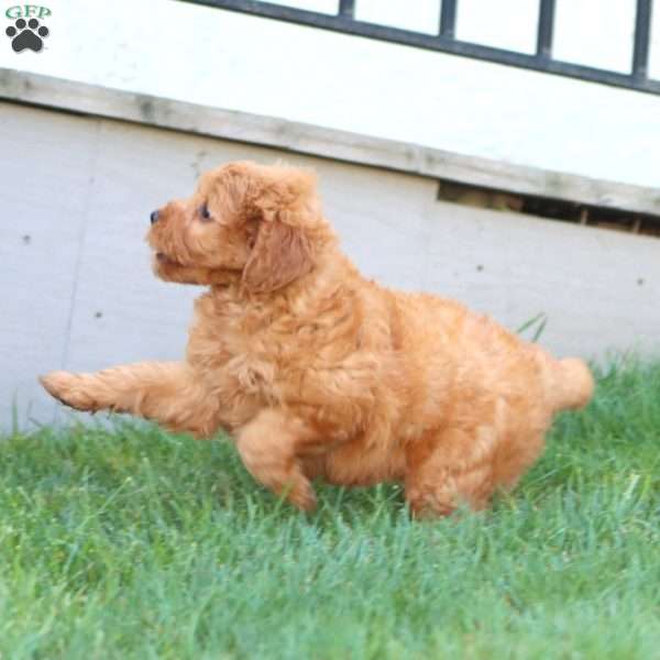 Precious, Mini Goldendoodle Puppy