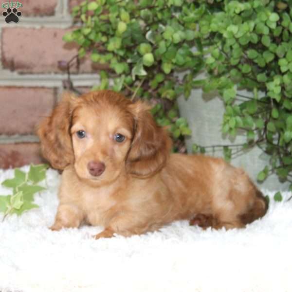 Precious-Mini, Dachshund Puppy