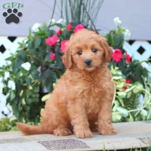 Precious, Mini Goldendoodle Puppy