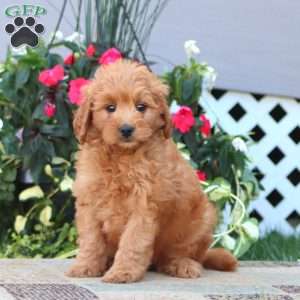 Precious, Mini Goldendoodle Puppy
