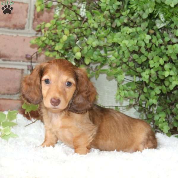 Pretty-Mini, Dachshund Puppy
