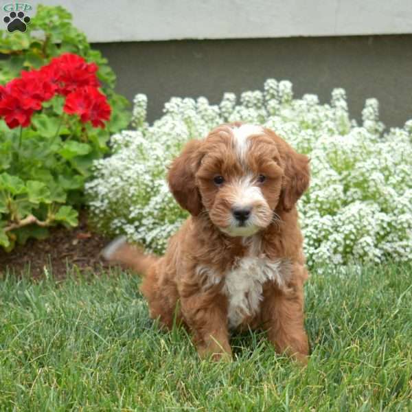 Pretzel, Mini Goldendoodle Puppy