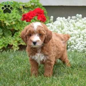 Pretzel, Mini Goldendoodle Puppy