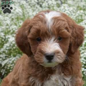 Pretzel, Mini Goldendoodle Puppy