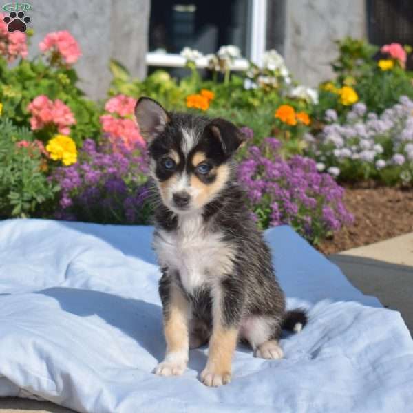 Pretzel, Siberian Husky Mix Puppy