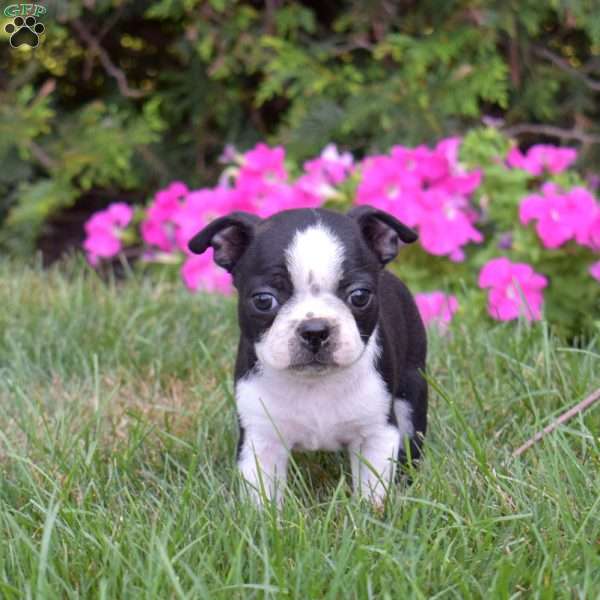 Pretzel, Boston Terrier Puppy