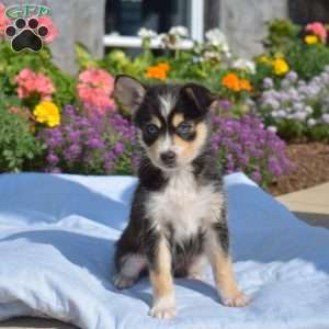 Pretzel, Siberian Husky Mix Puppy