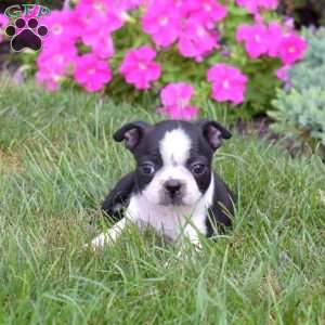 Pretzel, Boston Terrier Puppy