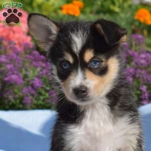 Pretzel, Siberian Husky Mix Puppy