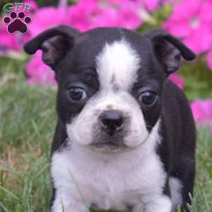 Pretzel, Boston Terrier Puppy
