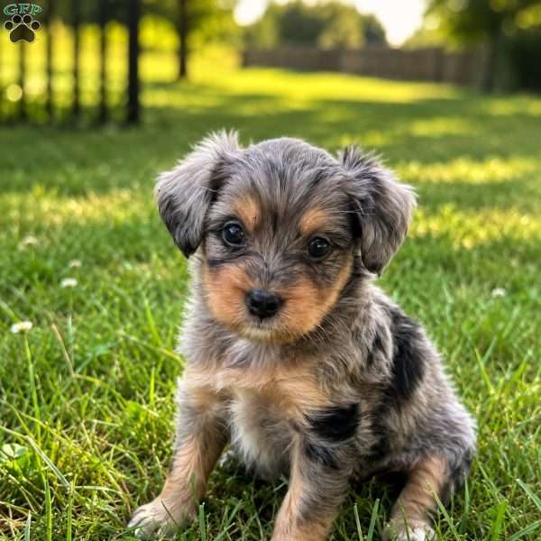 Primrose, Mini Bernedoodle Puppy