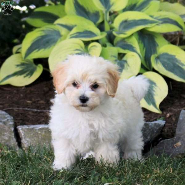 Prince, Maltipoo Puppy