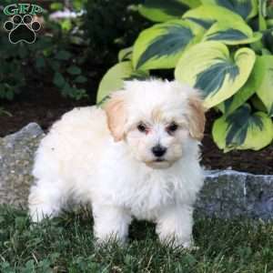 Prince, Maltipoo Puppy