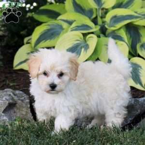 Prince, Maltipoo Puppy