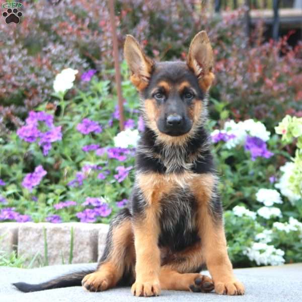 Prince, German Shepherd Puppy