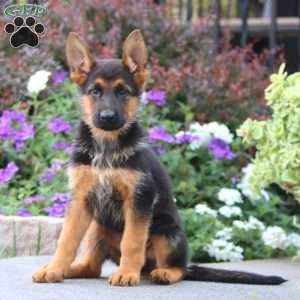 Prince, German Shepherd Puppy