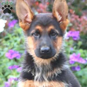 Prince, German Shepherd Puppy
