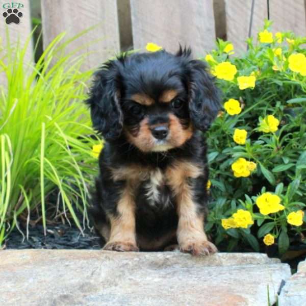 Princess, Cavalier King Charles Spaniel Puppy