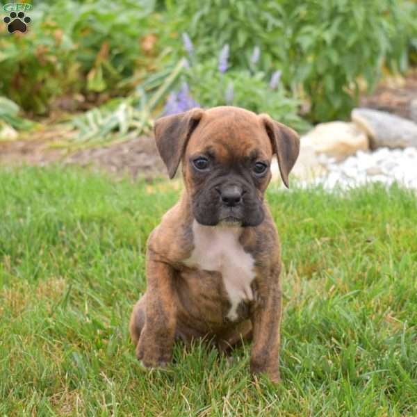 Princess, Boxer Puppy
