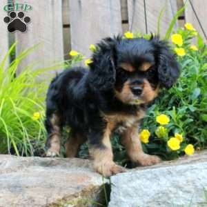 Princess, Cavalier King Charles Spaniel Puppy